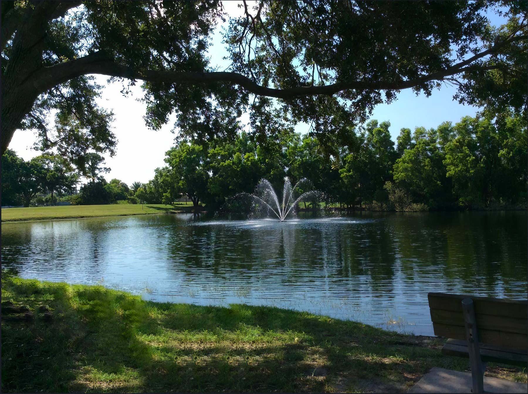 Pond Daytime